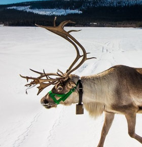 Muzealne Travenalia – „Laponia"