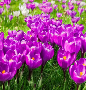 Półmaraton 17 dni do wiosny – Sosnowiec