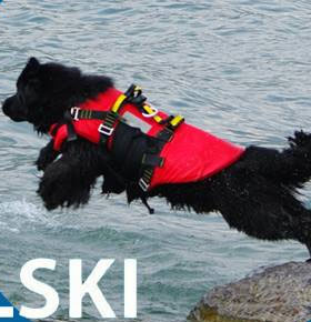 XII Mistrzostwa Psów Ratowniczych i Pracujących w wodzie Dąbrowa Górnicza