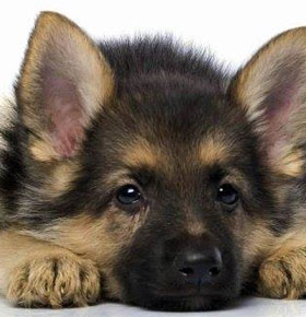 Finał akcji Zimo precz od naszych pupili Kocia Becia Sosnowiec