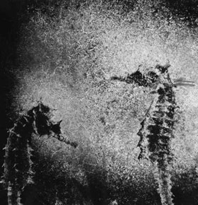 Wystawa Fotograficzna Leszek Żurek Zamek Sielecki Sosnowiec