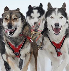 Wyścigi Psich Zaprzęgów Dąbrowa Górnicza Błędów