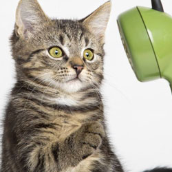 Kiermasz dla Schroniska bezdomnych zwierząt Sosnowiec