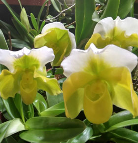 XVIII Wystawa Storczyków Ogród Botaniczny Sosnowiec