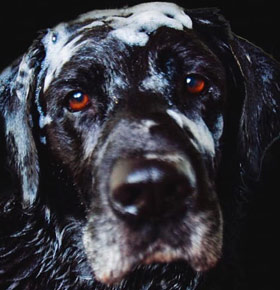 Dzień Otwarty Psia Ferajna Sosnowiec