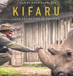 Kifaru – Kino w PKZ Dąbrowa Górnicza