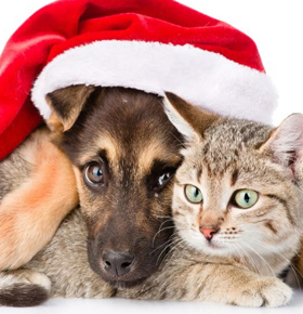 Wielka zbiórka dla psów i kotów Będzin