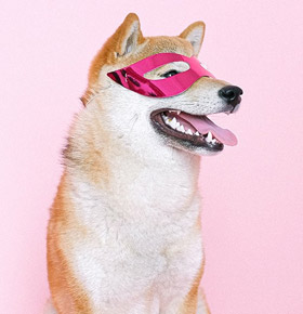 PSOTY – targi i festiwal dla psów Fabryka Pełna Życia Dąbrowa Górnicza