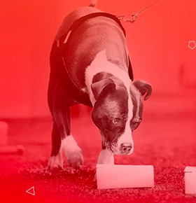 Zawody Nosework Polska z NoseWorldem – Dąbrowa Górnicza