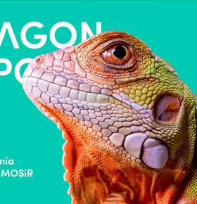 Dragon Expo Sosnowiec – Targi Terrarystyczne i Botaniczne