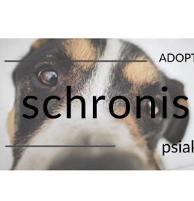 Adoptuj schroniskowego psiaka! – Schronisko Sosnowiec