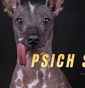 Wystawa fotografii Łukasza Grudnia – Galeria Psich Spojrzeń – ECK Sosnowiec